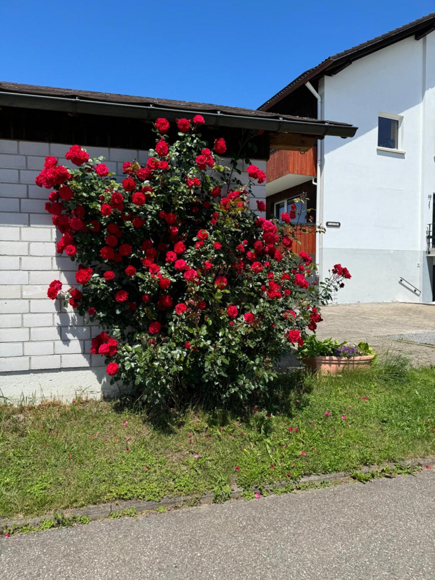 Haus Waldeck Ühlingen-Birkendorf Exterior foto